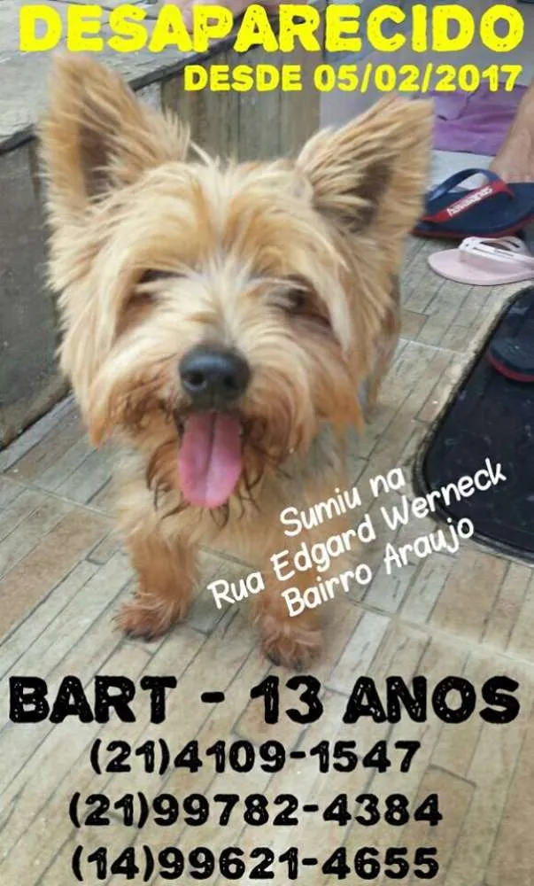 Cachorro ra a Yorkshire idade 6 ou mais anos nome Bart GRATIFICA