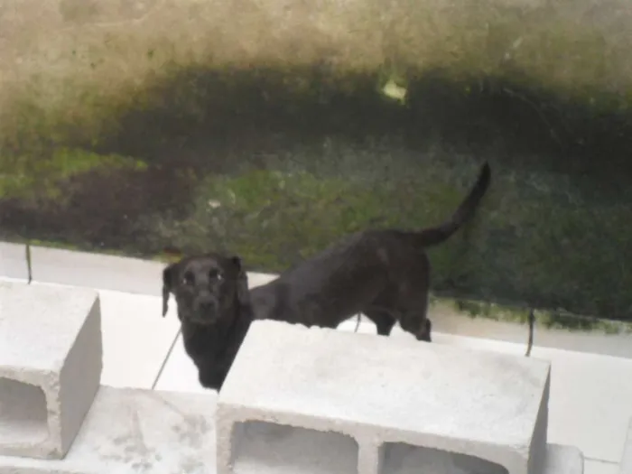 Cachorro ra a SRD idade 2 anos nome CHERY