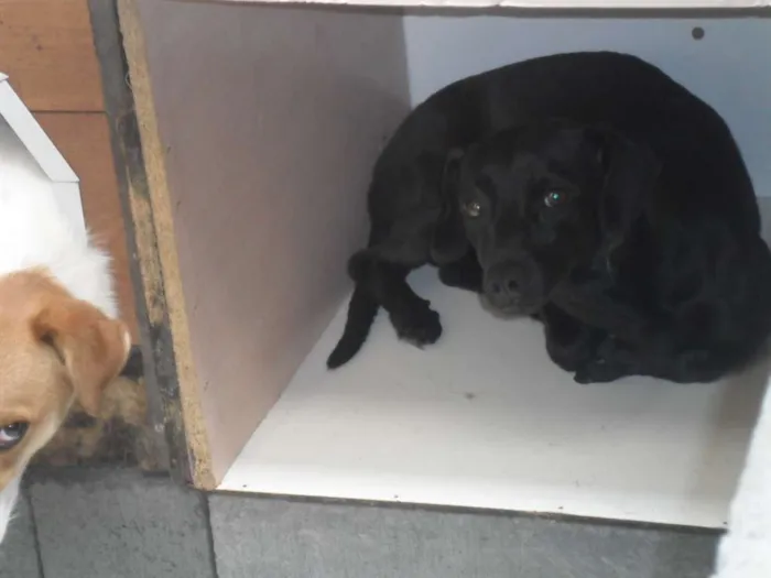 Cachorro ra a SRD idade 2 anos nome CHERY