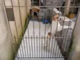 BOLINHA