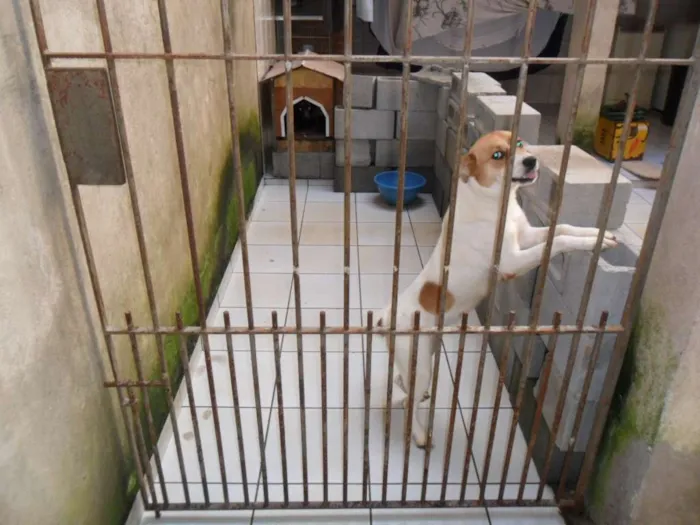 Cachorro ra a SRD idade 1 ano nome BOLINHA