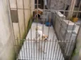 BOLINHA