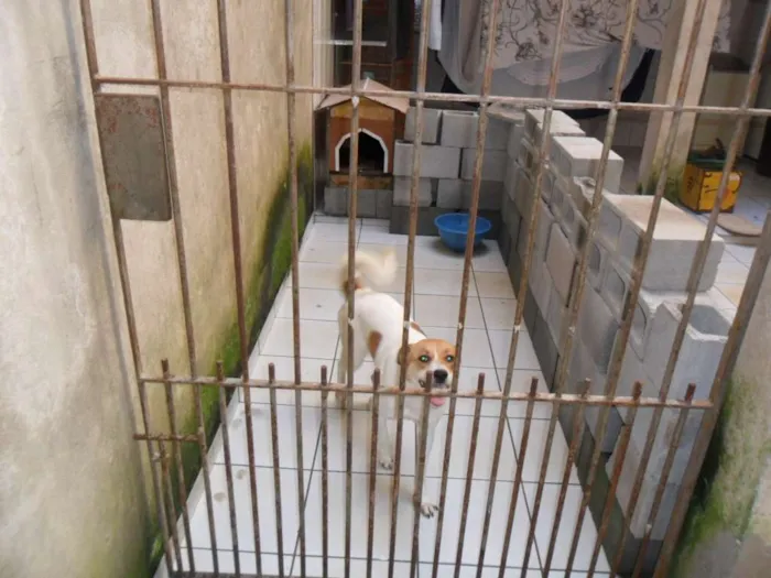 Cachorro ra a SRD idade 1 ano nome BOLINHA