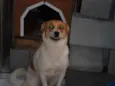 BOLINHA