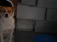 BOLINHA