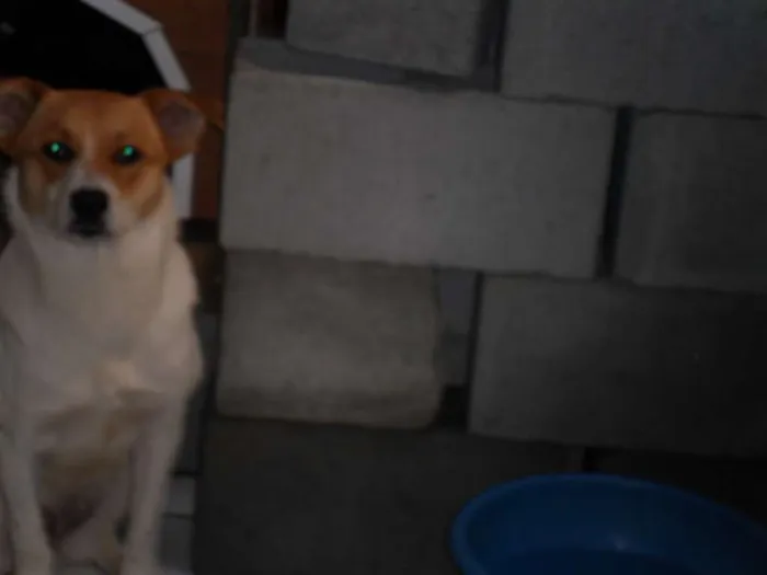 Cachorro ra a SRD idade 1 ano nome BOLINHA