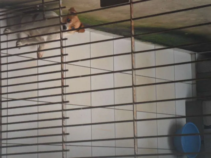 Cachorro ra a SRD idade 1 ano nome BOLINHA