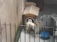 BOLINHA