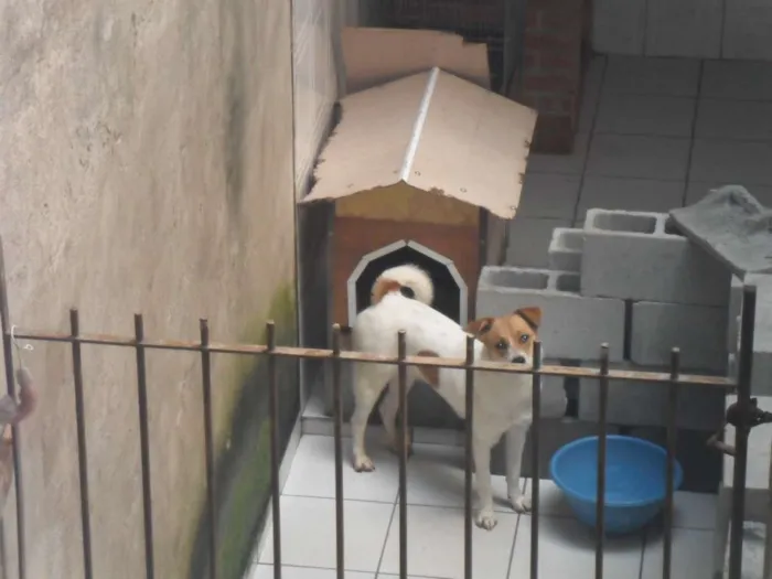 Cachorro ra a SRD idade 1 ano nome BOLINHA