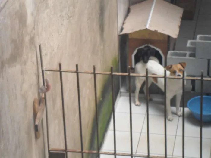 Cachorro ra a SRD idade 1 ano nome BOLINHA