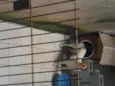 BOLINHA