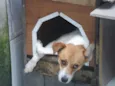 BOLINHA