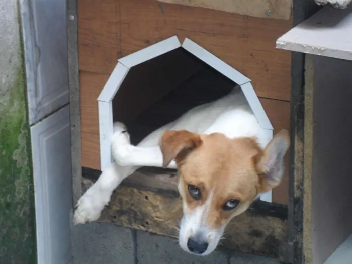 Cachorro ra a SRD idade 1 ano nome BOLINHA