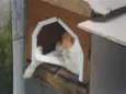 BOLINHA