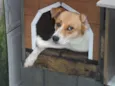 BOLINHA
