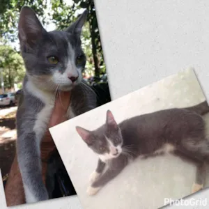 Gato raça SRD idade 2 a 6 meses nome Nina
