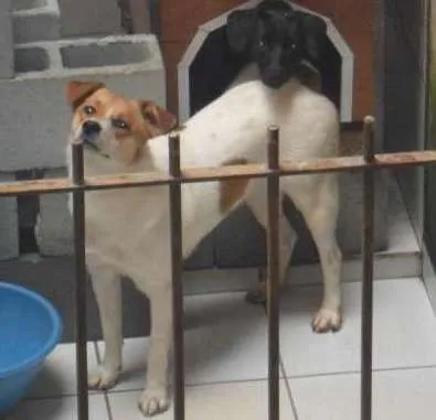 Cachorro ra a SRD idade 1 ano nome BOLINHA