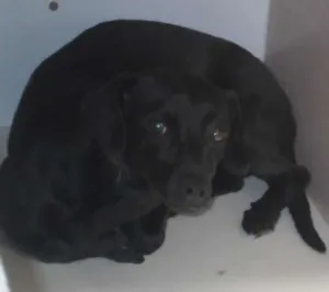 Cachorro raça SRD idade 2 anos nome CHERY