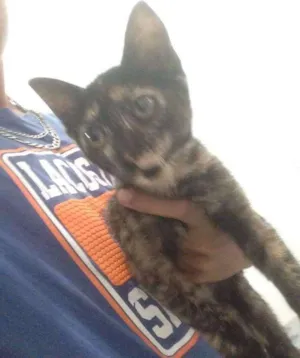 Gato raça SRD idade 2 a 6 meses nome Tigresa