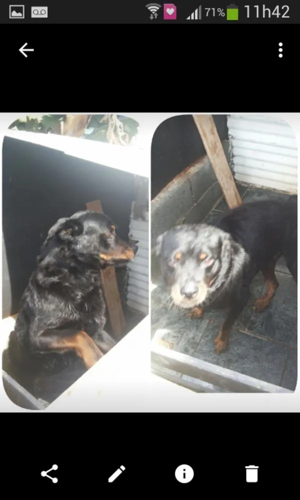 Cachorro ra a rotvale idade 6 ou mais anos nome Trovao