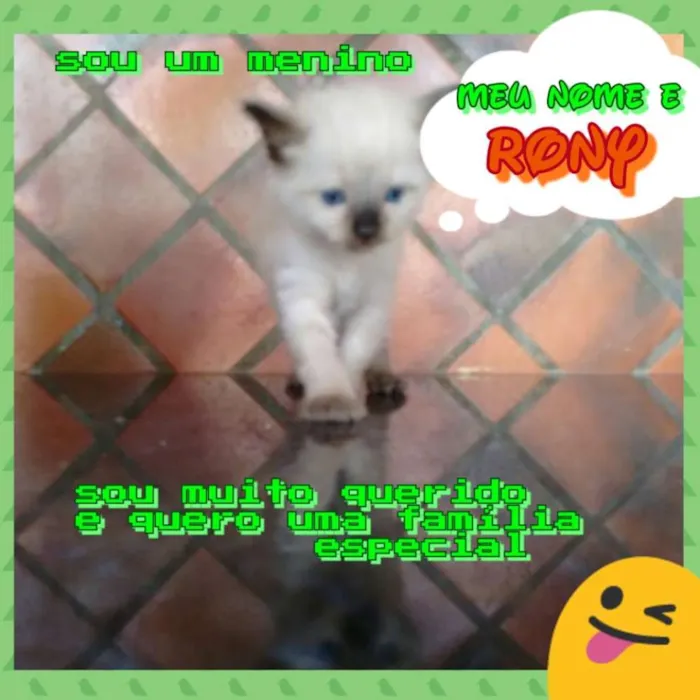 Gato ra a SRD idade Abaixo de 2 meses nome Rony