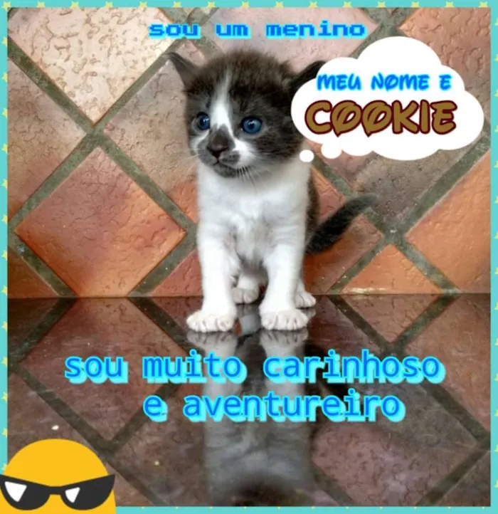 Gato ra a SRD idade Abaixo de 2 meses nome Cookie