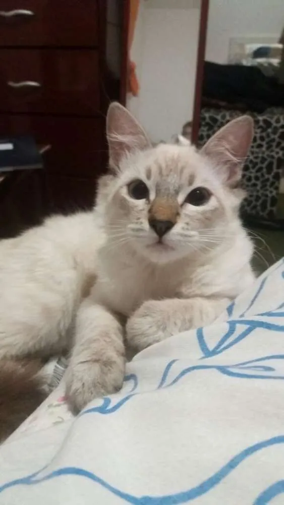 Gato ra a SRD idade 2 a 6 meses nome Rajado e Espoleta