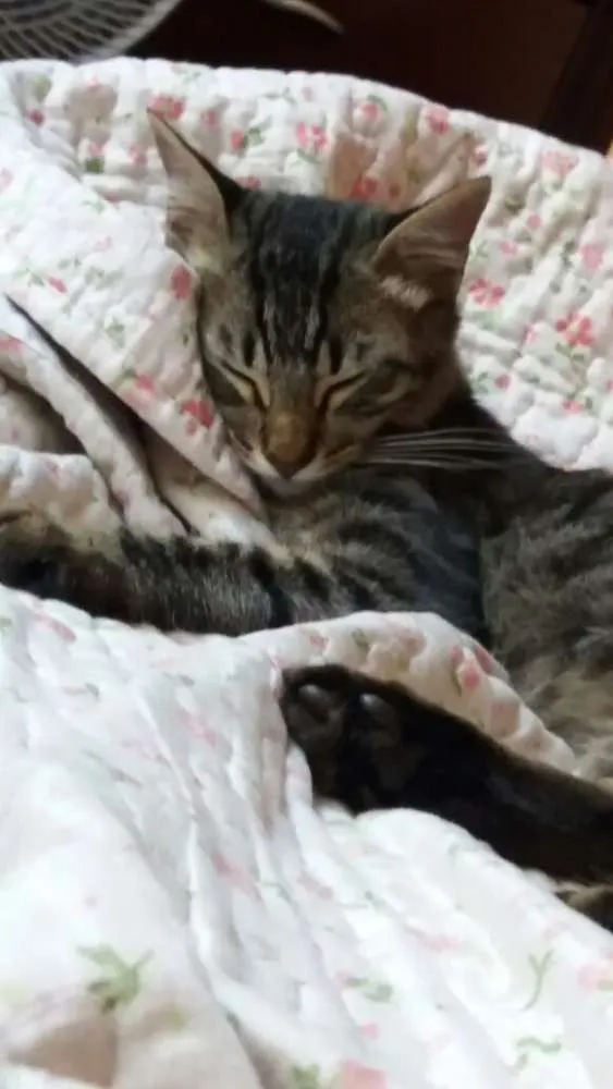 Gato ra a SRD idade 2 a 6 meses nome Rajado e Espoleta