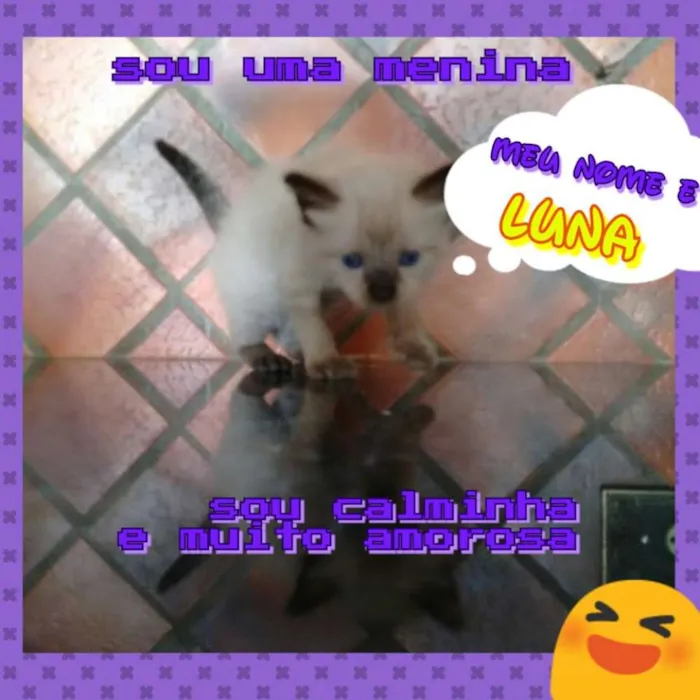 Gato ra a SRD idade Abaixo de 2 meses nome Luna