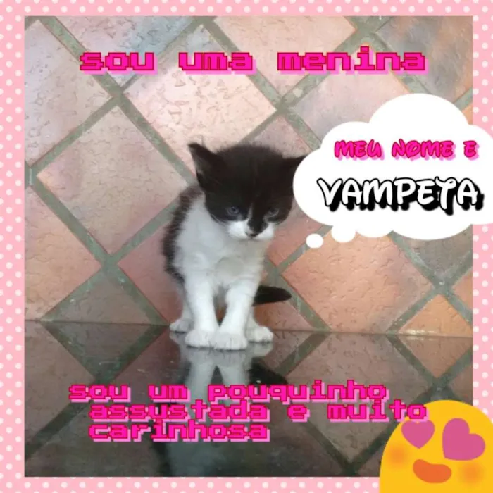 Gato ra a SRD idade Abaixo de 2 meses nome Vampeta