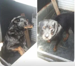 Cachorro raça rotvale idade 6 ou mais anos nome Trovao