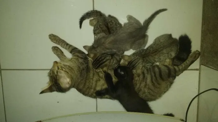 Gato raça  idade 2 a 6 meses nome Cely