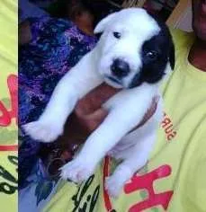 Cachorro raça Srd idade Abaixo de 2 meses nome Estrela