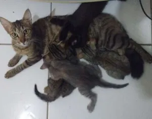 Gato raça  idade 2 a 6 meses nome Cely