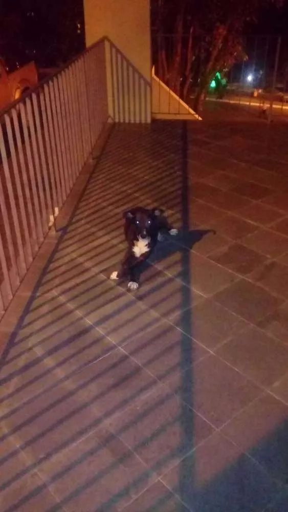 Cachorro ra a  idade 7 a 11 meses nome Uber