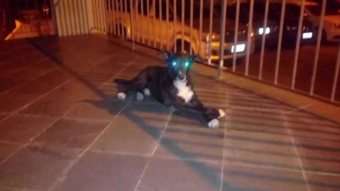 Cachorro ra a  idade 7 a 11 meses nome Uber