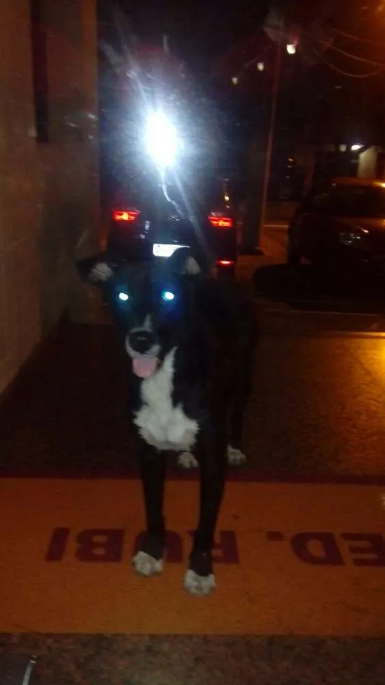 Cachorro ra a  idade 7 a 11 meses nome Uber