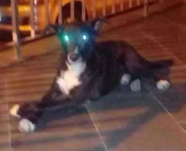 Cachorro ra a  idade 7 a 11 meses nome Uber
