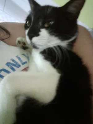 Gato raça SRD idade 2 a 6 meses nome ADOTE