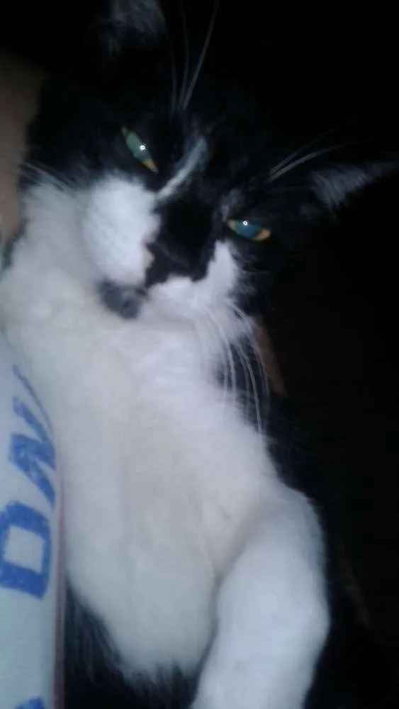 Gato ra a SRD idade 2 a 6 meses nome ADOTE