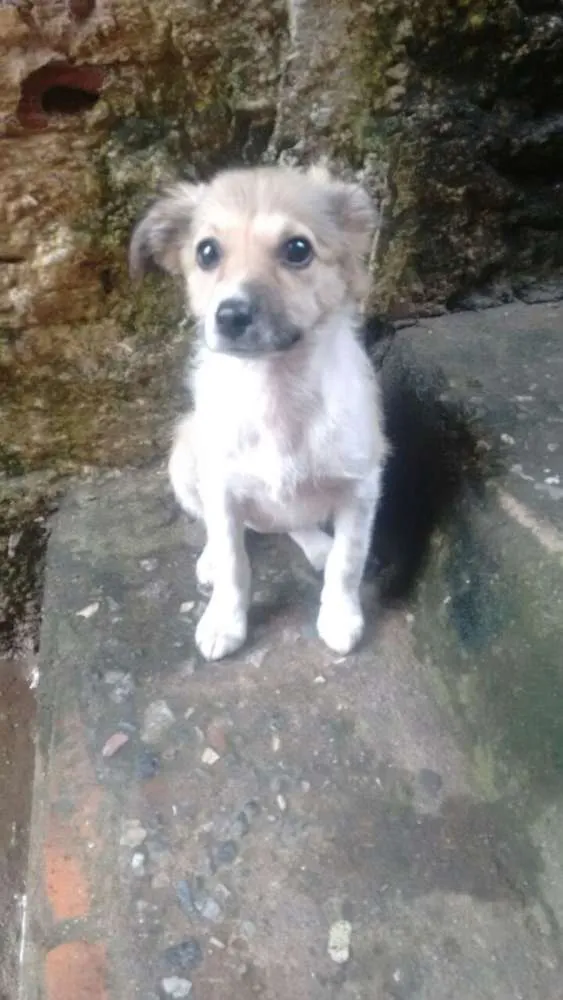 Cachorro ra a srd idade 2 a 6 meses nome babi