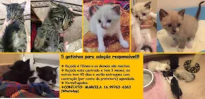 Gato raça SRD idade Abaixo de 2 meses nome 5 gatinhos para adoç