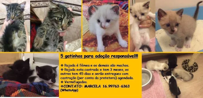 Gato ra a SRD idade Abaixo de 2 meses nome 5 gatinhos para adoç