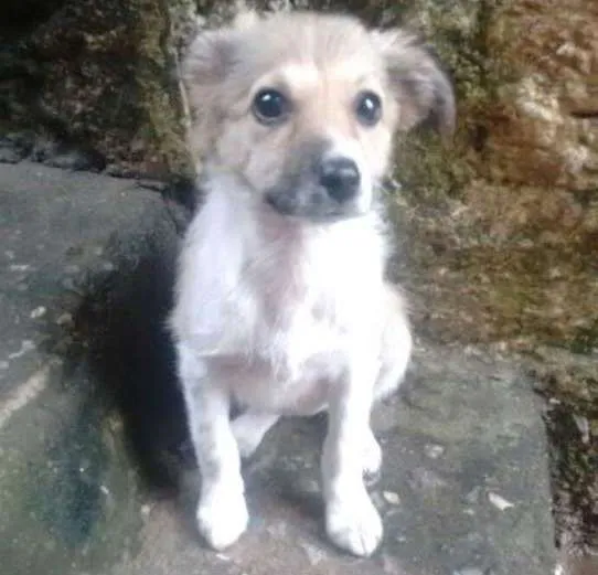 Cachorro ra a srd idade 2 a 6 meses nome babi
