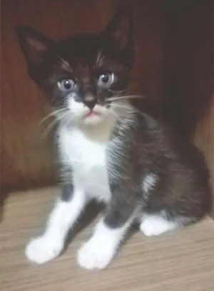Gato raça Vira-lata idade 2 a 6 meses nome Frajola