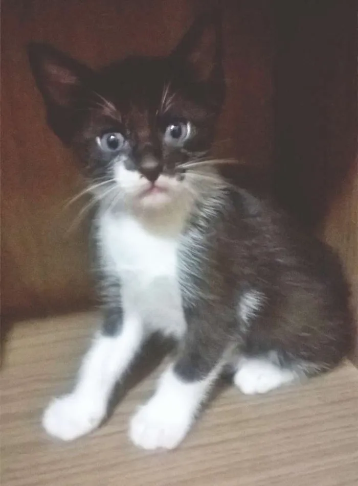 Gato ra a Vira-lata idade 2 a 6 meses nome Frajola