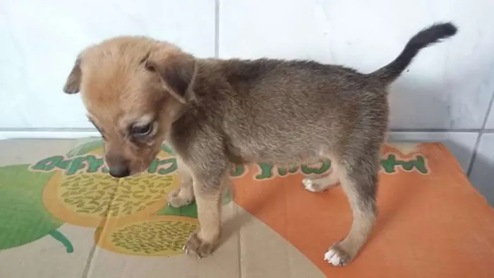 Cachorro raça SRD idade 2 a 6 meses nome Soneca, Nick...