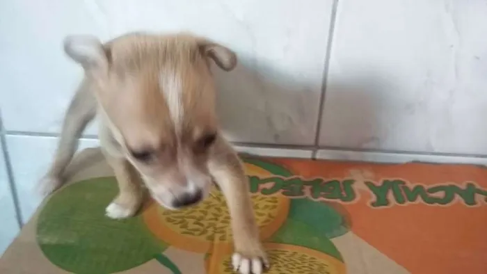 Cachorro raça SRD idade 2 a 6 meses nome Soneca, Nick...