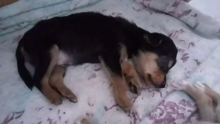 Cachorro raça SRD idade 2 a 6 meses nome Soneca, Nick...