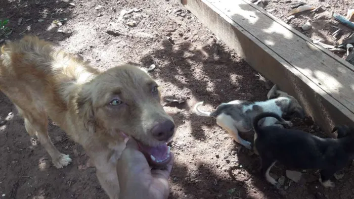 Cachorro ra a Não indentificada idade 1 ano nome Mel